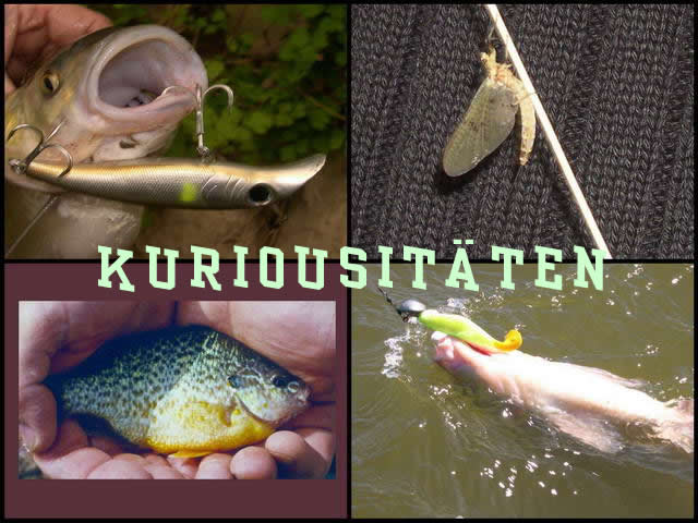 Kuriousit&auml;ten